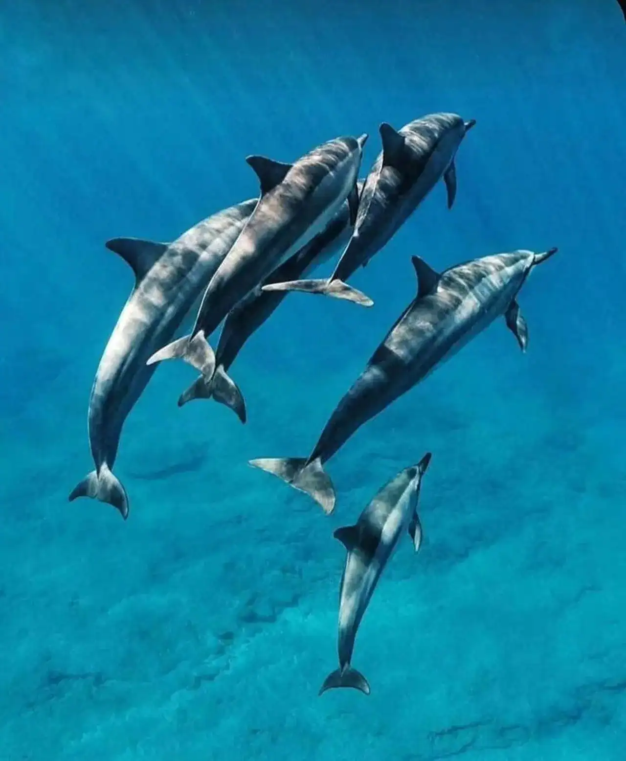 🕓Zanzibar: Mnemba snorkelling and dolphin tour with pick up.