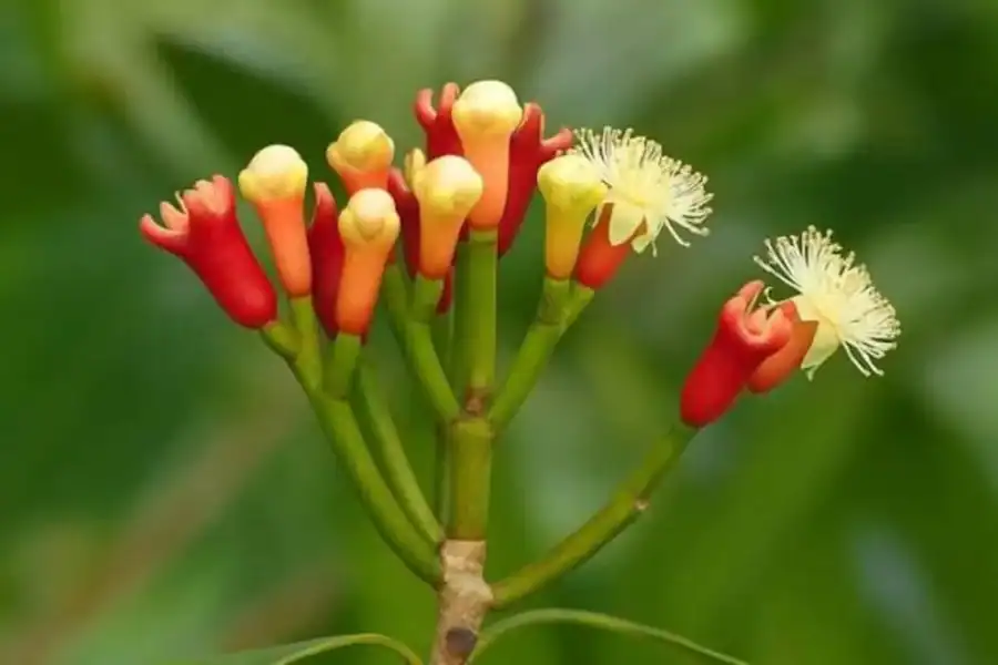🕓Zanzibar: Nakupenda Beach, Stone Town& Spice Farm Tour