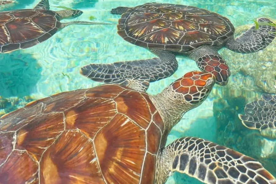 🕓Zanzibar: Spice Farm Tour, Stone Town& Sea Turtle Sanctuary