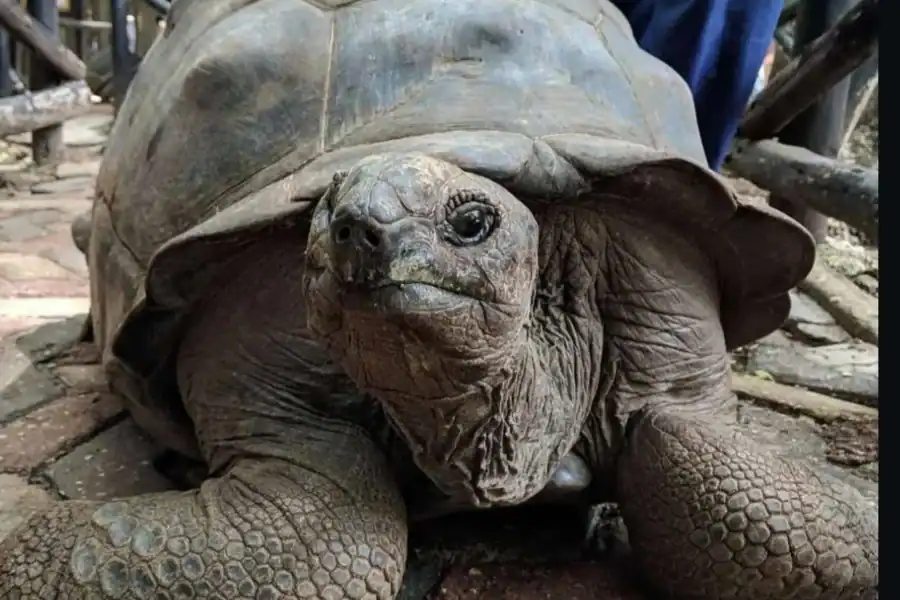 🕓Zanzibar: Prison Island Private Half-Day Tour with Tortoises