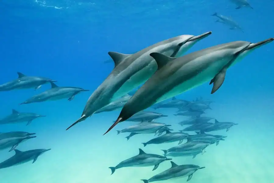 🕓Zanzibar private tour:Swimming with dolphins&Mnemba snorkel