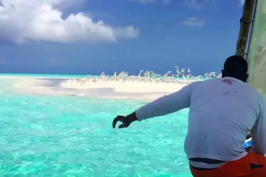 🕓Zanzibar: Safari Blue Dhow Cruise with Snorkeling& Lunch