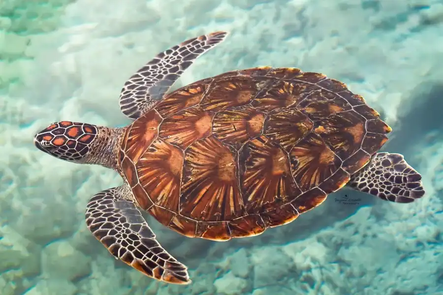 🕓Zanzibar: Sea Turtle Swim at Salam Cave in Kizimkazi Village