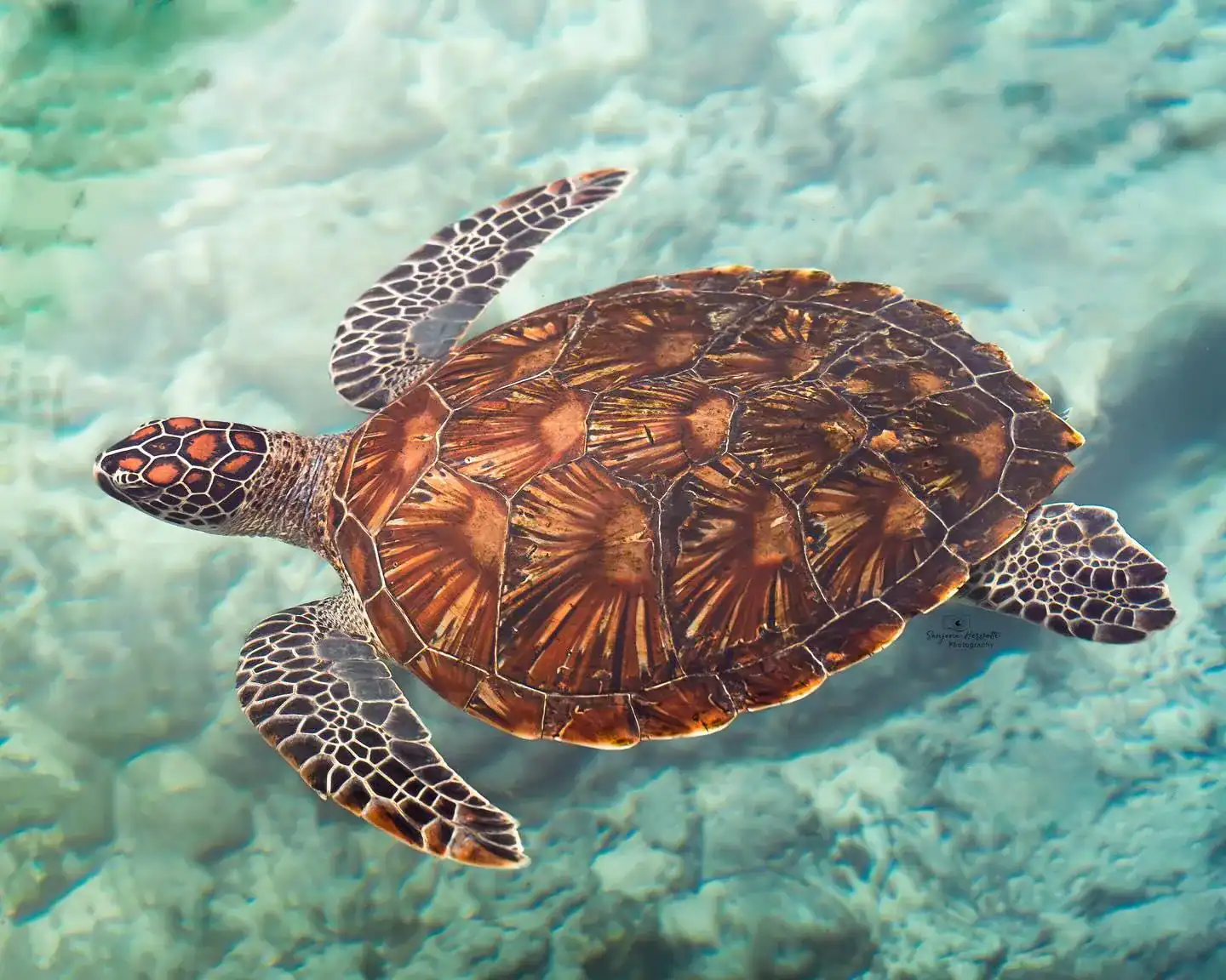 🕓Zanzibar: Sea Turtle Swim at Salam Cave in Kizimkazi Village