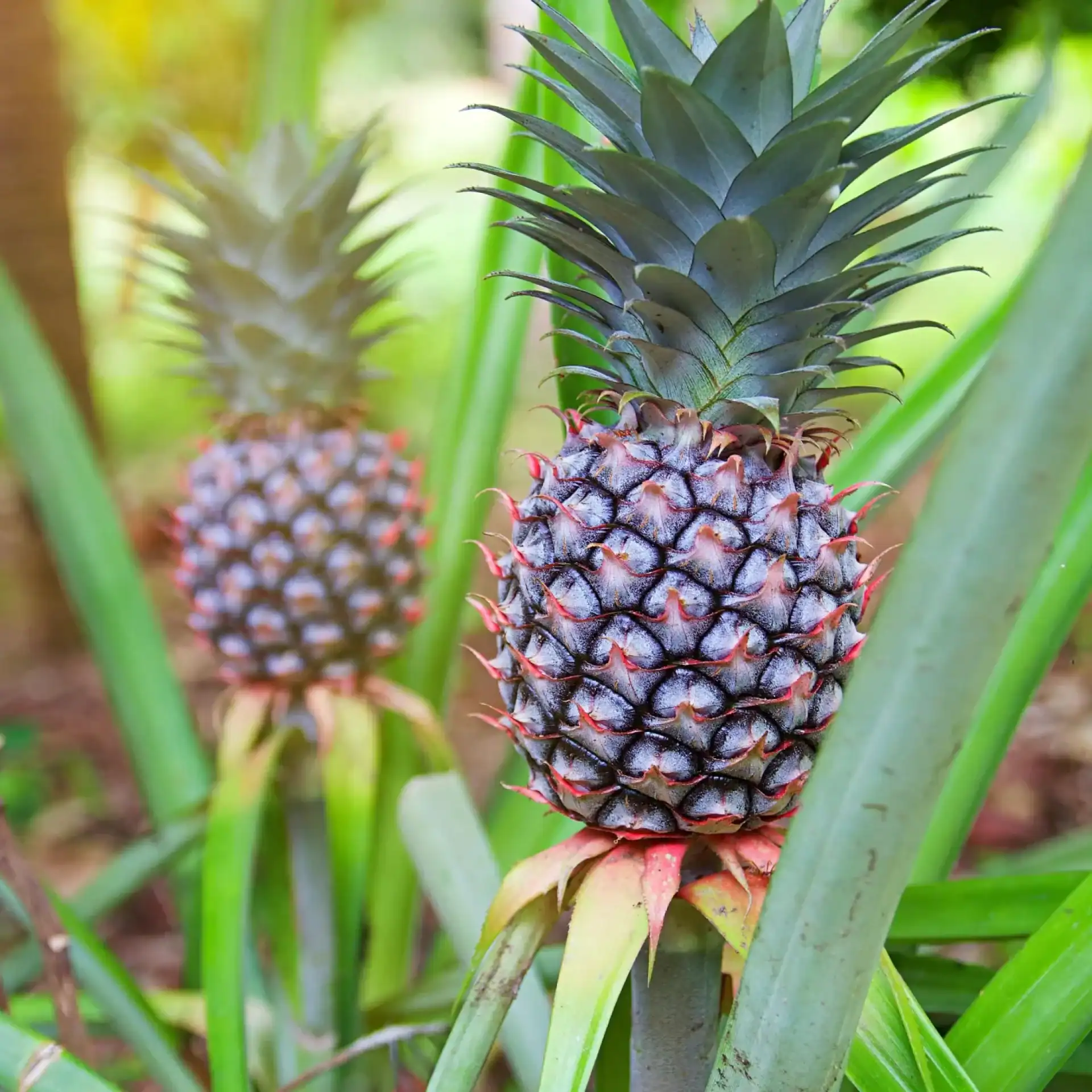 🕓Zanzibar: Spice farm Experience with Optional Lunch