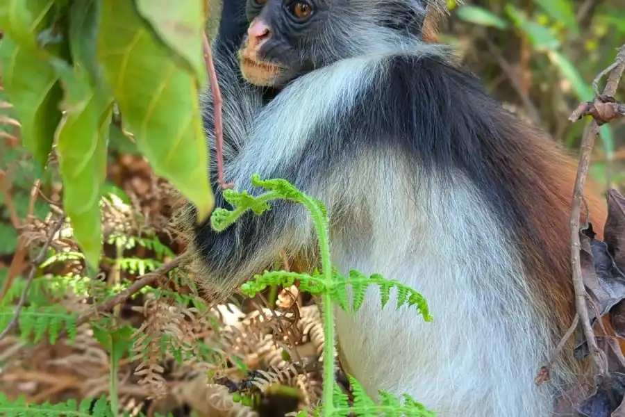 🕓Zanzibar: Spice Farm& Jozan forest Tour
