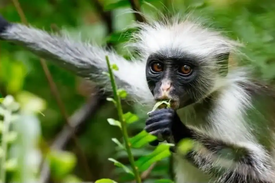 🕓Zanzibar: Stone Town, Spice Tour,Jozani forest& with lunch.