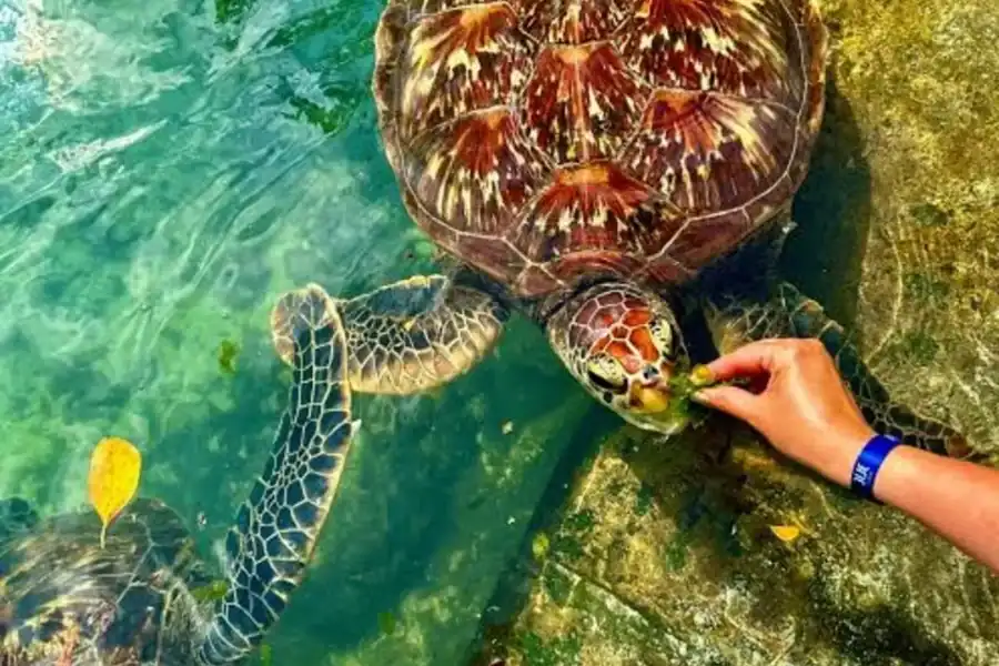 🕓Zanzibar: Swim With Sea Turtles at Baraka Aquarium Nungwi