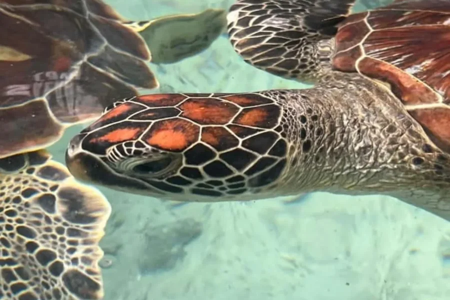 🕓Zanzibar: Swim with Sea Turtles at Baraka Aquarium, Nungwi