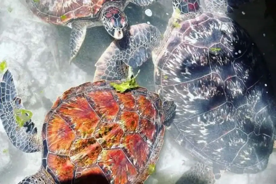 🕓Zanzibar: Swim with turtles at Nungwi
