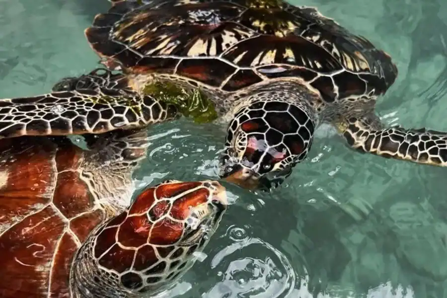 🕓Zanzibar: Swimming with Turtles at Salaam Cave + Entry Fee