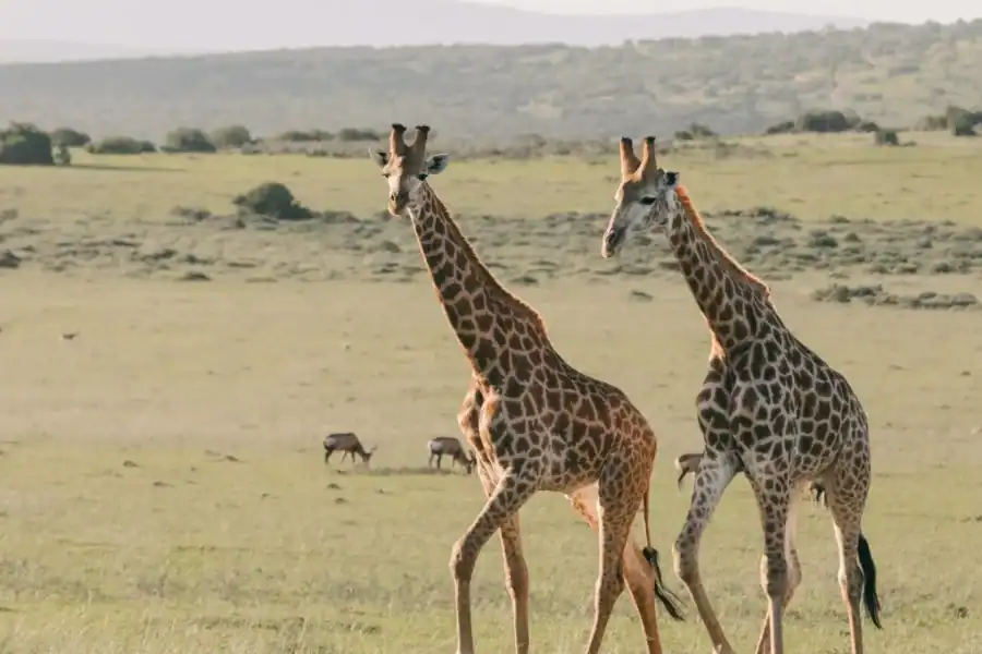 🕓Zanzibar: Tarangire and Ngorongoro 3-Day Safari