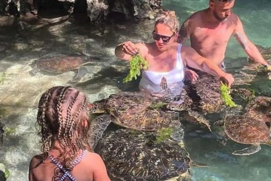 🕓Zanzibar: Turtle Aquarium Experience& Sunset Dhow Cruise