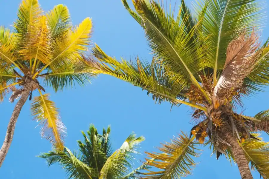 🕓Zanzibar: Village Tour, Cooking Class, and Dhow Cruise