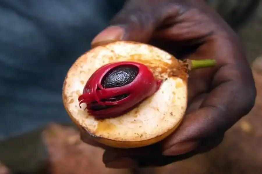 🕓Zanzibar: Walking Spice Farm with Local Cooking Class