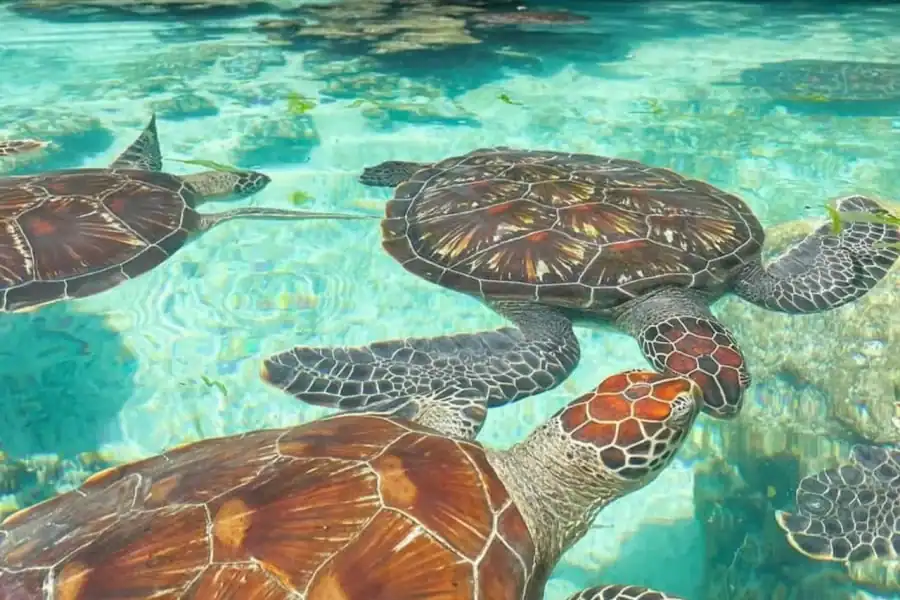 🕓Zanzibar:Swim with Turtle Red colour monkey&Stone town tour