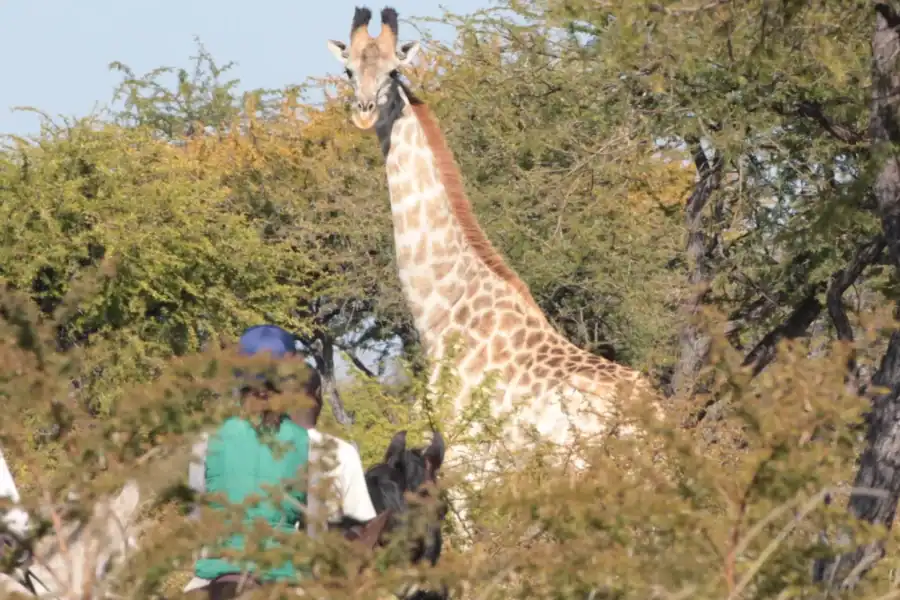 🕓Zimbabwe: 5-Day Horseback Safari