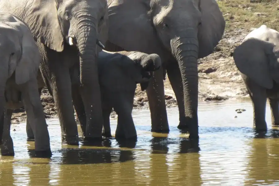 🕓Zimbabwe: 7-Day Victoria Falls, Hwange& Matobo Tour