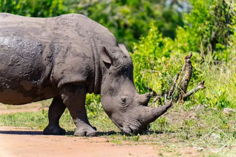 🕓Ziwa Rhino Sanctuary Guided Walking Tour