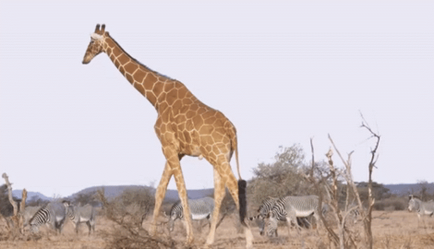 🇰🇪Kenya (Africa)