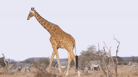 🇰🇪Kenya (Africa)