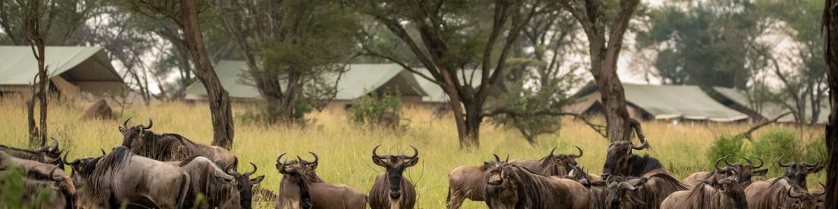 7Day-Tanzania-FamilyFriendly-Migration-Safari-tanzania-family-friendly-migration-safari-3.png