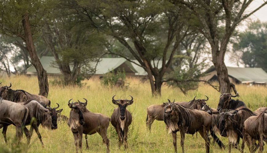🦁7Day Tanzania FamilyFriendly Migration Safari [tanzania-family-friendly-migration-safari] [210 – 104993]