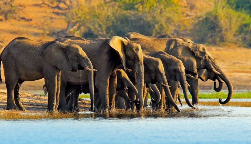 ⛺Okavango Experience [4018] [210 – 104941]