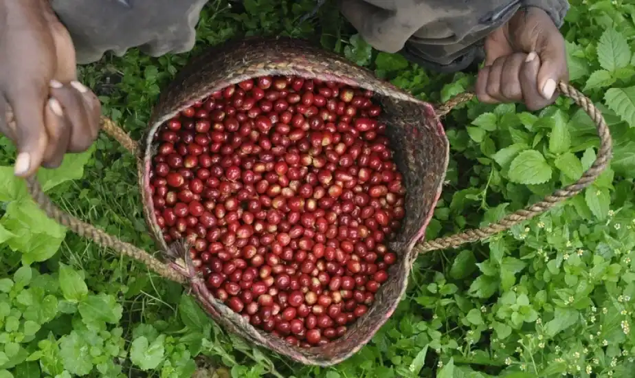 Webzzy Coffee Company Demo  (Kenya)