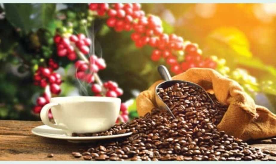 Webzzy Coffee Company Demo  (Kenya)