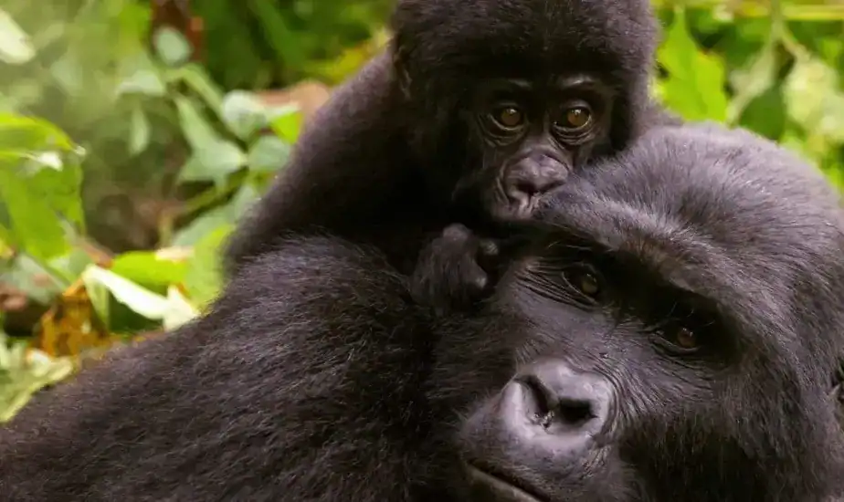 African Safari Linked DEMO (Kenya)