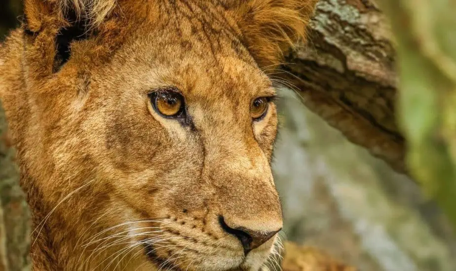 African Safari Linked DEMO (Kenya)