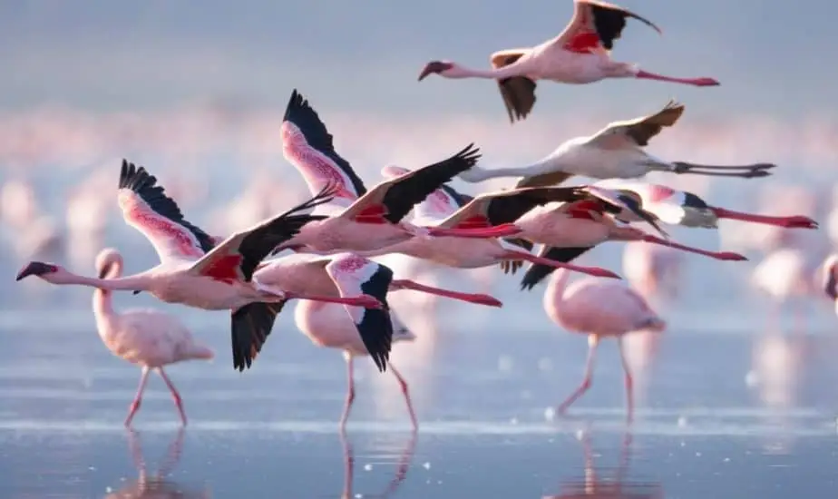 African Safari Linked DEMO (Kenya)